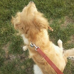 Meet your Posher, Lys